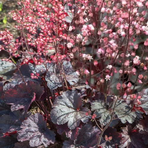 Heuchera 'Bella Notte' - Helmikpööris 'Bella Notte' P11/0,75L